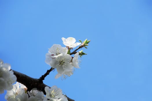 flowering branch of tree is in spring on a background blue sky