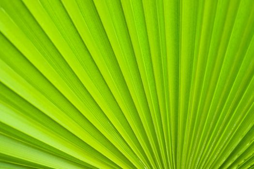 Palm leaf detail. Shallow depth of field, aRGB.