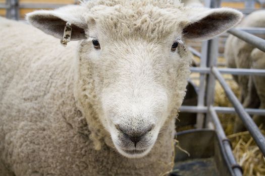 Sheep staring into camera, clean animal at a show