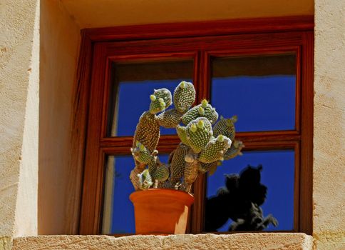 cactus in Mallorca