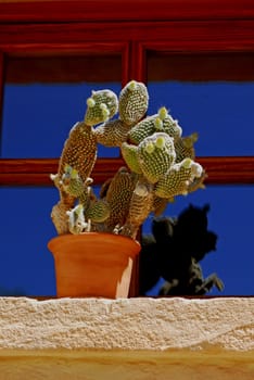 cactus