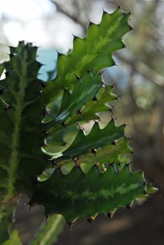 cactus