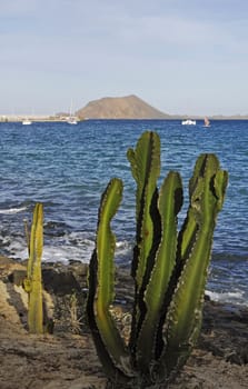 cactus,Fuertaventura,Canary islands