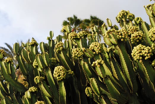 cactus in Fuerteventura,Canary islands