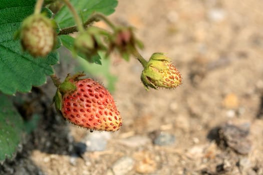 Growing strawberries on a branch