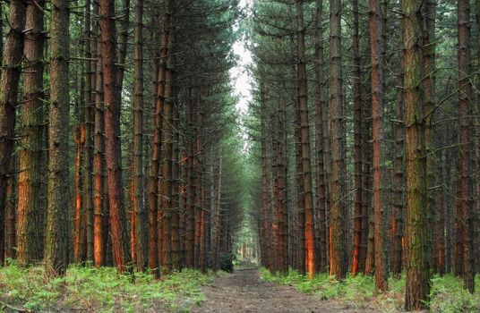 pine forest in England, Nottinghamshire