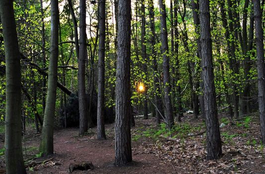 forest in England, Nottinghamshire