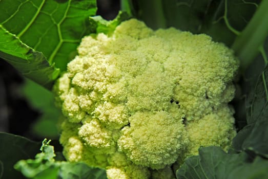 cauliflower