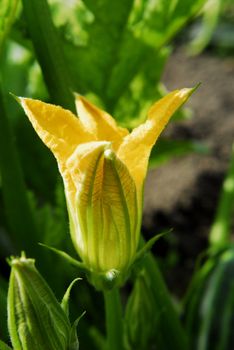 courgette