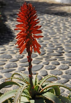 Aloe vera flower natural in Spain garden