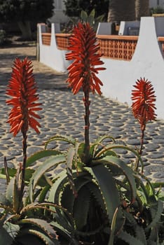 Aloe vera natural in spanish garden