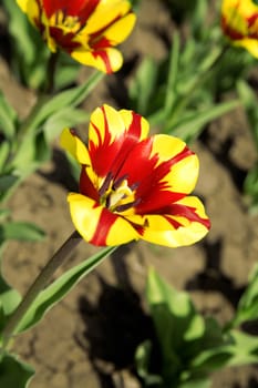 field with bright tulips on a environmental background