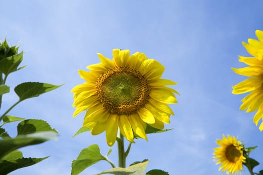 Ripe bright sunflowers growing on a farmer field in the late summer