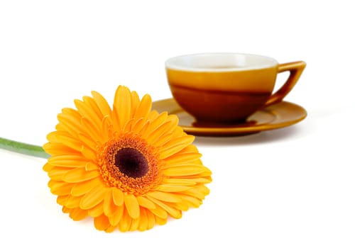 Bright orange flower and cup of tea on a white background