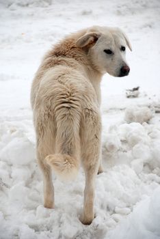 dog and snow