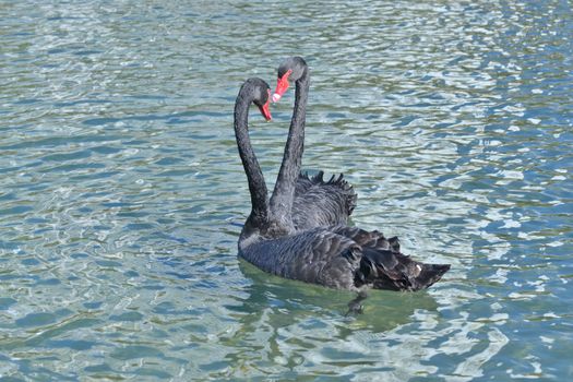 wild swan on the pond in the park in malaga