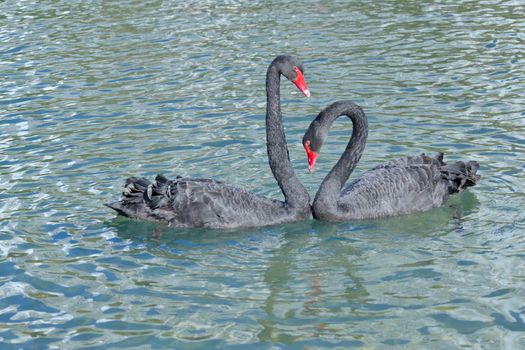 wild swan on the pond in the park in malaga