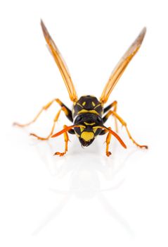 wasp isolated on white background