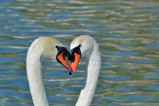 wild swan on the pond in the park in malaga