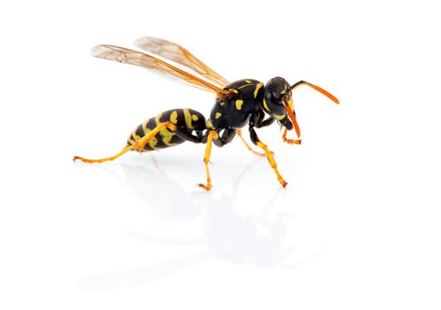 wasp isolated on white background