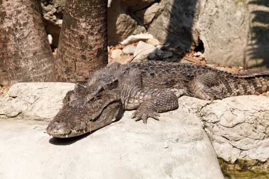 Crocodile in the Dusit zoo, Bangkok, Thailand.