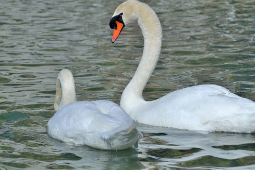 wild swan on the pond in the park in malaga