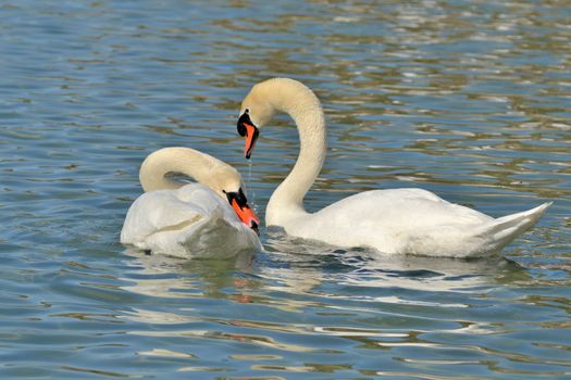 wild swan on the pond in the park in malaga