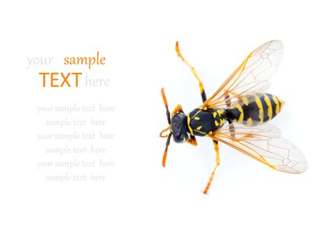 wasp isolated on white background