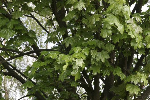 lush maple leaves growing in the wild in glenough county tipperary ireland