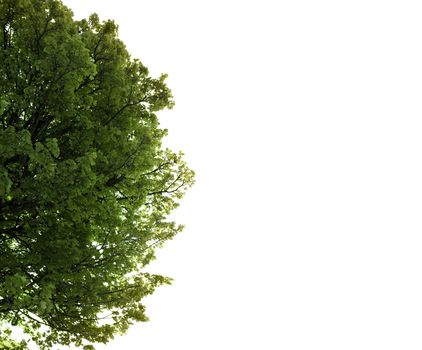 lush maple tree growing in the wild in glenough county tipperary ireland with copy space