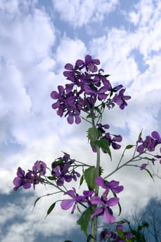 may flowers growing in the wild in glenough county tipperary ireland