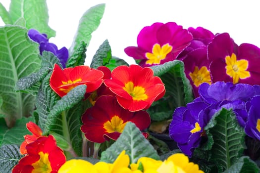 assorted primula flowers isolated on white background. colorful fresh spring blooms