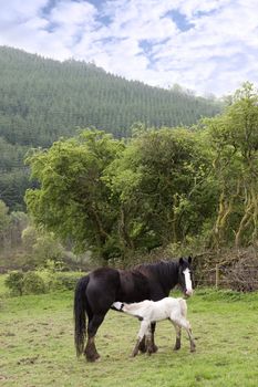 foal feeding from its mother in front of a wooded meadow in tipperary ireland