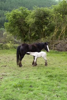 foal feeding from its mother in front of a wooded meadow in tipperary ireland