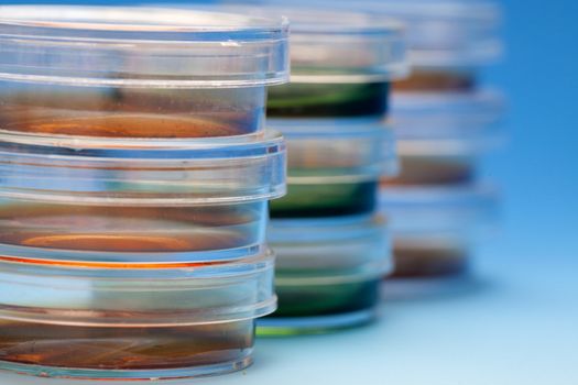 Petri dishes in the laboratory of the clinic