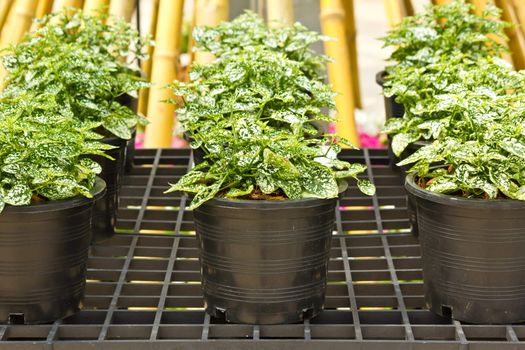 Ornamental plants in plastic pots in the row