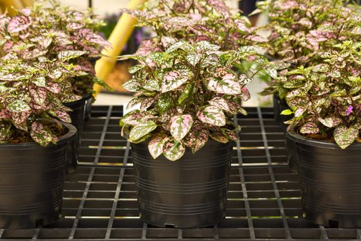 Ornamental plants in plastic pots in the row