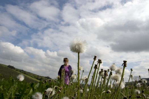 woman walking through wild dandelions in lush irish countryside landscape at glenough county tipperary ireland