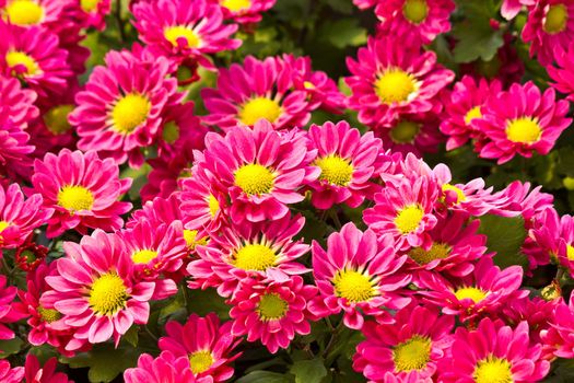 Pink daisy flowers in the garden background