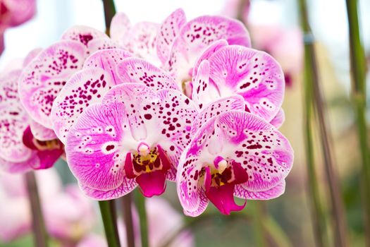 Closeup purple butterfly orchids of the Phalaenopsis genus