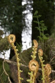 young ferns curled up growing in the wild in glenough county tipperary ireland