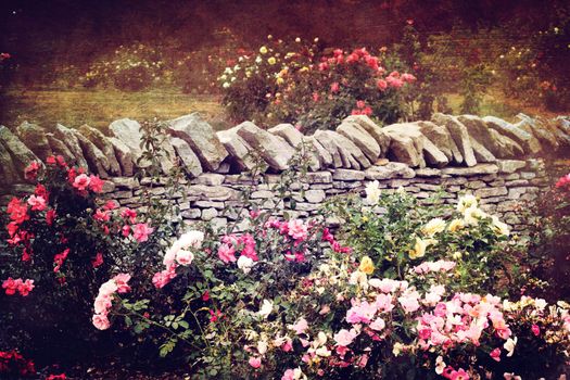 Various roses growing in a formal garden against a rock wall. 