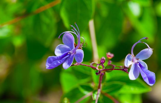blue flowers of Verbenaceae - commonly known as the verbena family, is a family of tropical flowering plants.
