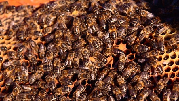 Busy bees working diligently on their honey comb