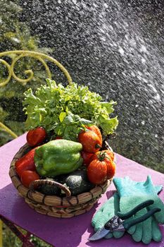 fresh vegetables on the table with water jet