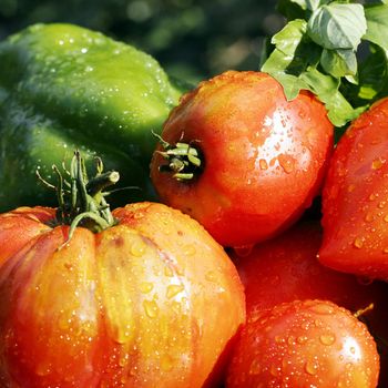 some wet vegetables on able in garden