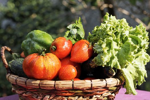 wet vegetables on table in garden