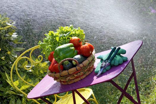 fresh vegetables on the table with water jet in garden