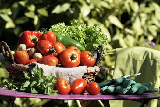 Different fresh vegetables on table in garden