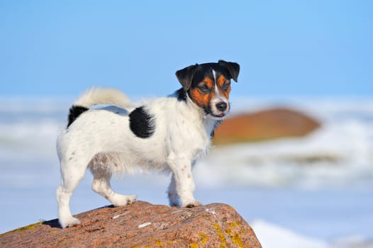 Jack Russell terrier standing on the boulder